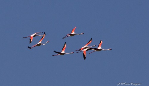 flamingo-1-15